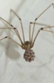 /album/pholcidae/pholcus-phalangioides-trasavka-9-jpg/